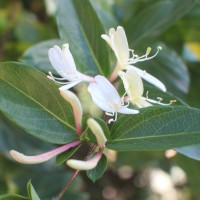 Lonicera japonica Thunb.